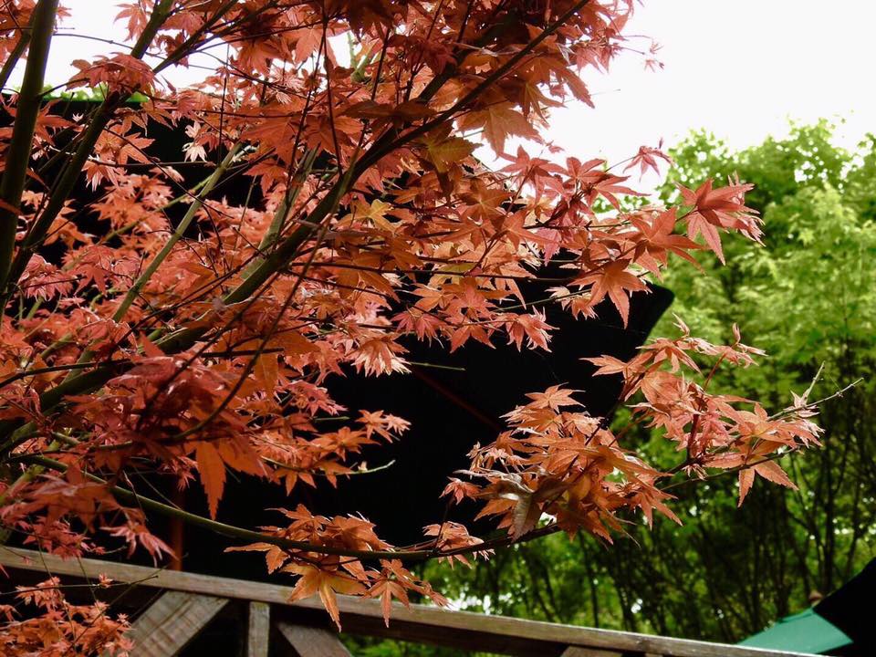 台北奧萬大庭園餐廳栽種台灣原生種青楓及日本品種槭樹，後者葉片小、發芽就是紅色，又被稱作春楓。 圖：翻攝自台北奧萬大臉書