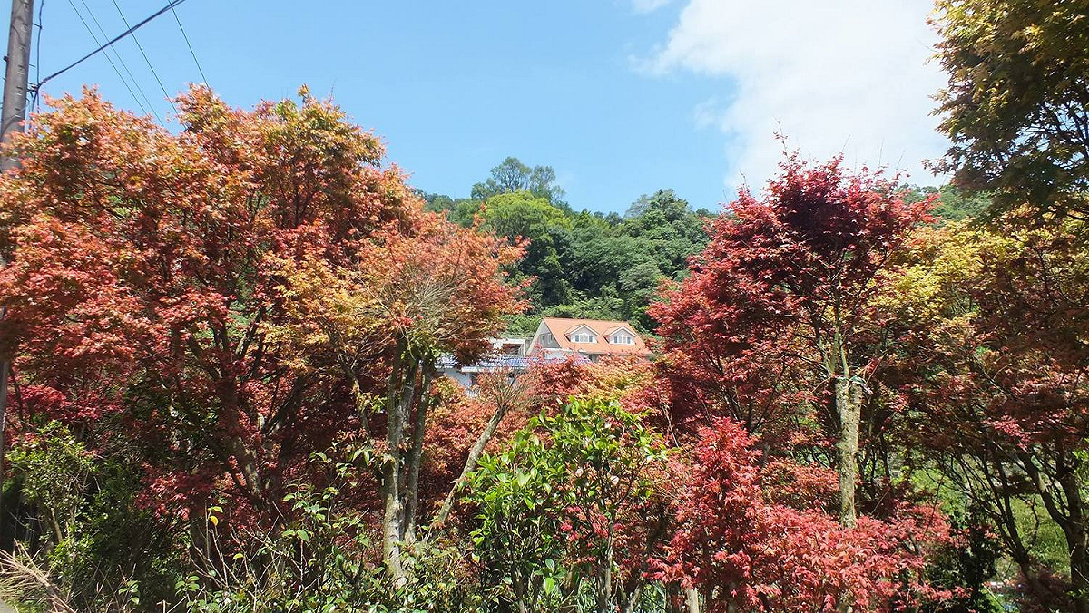 春末夏初五月天，臺北市菁山社區槭樹新葉，艷紅妝點情意綿綿。 圖：台北市工務局提供