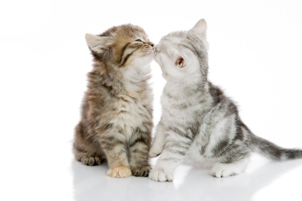 貓咪和貓咪之間很常出現KISS的畫面！ 圖：寵毛網petsmao資訊平台提供