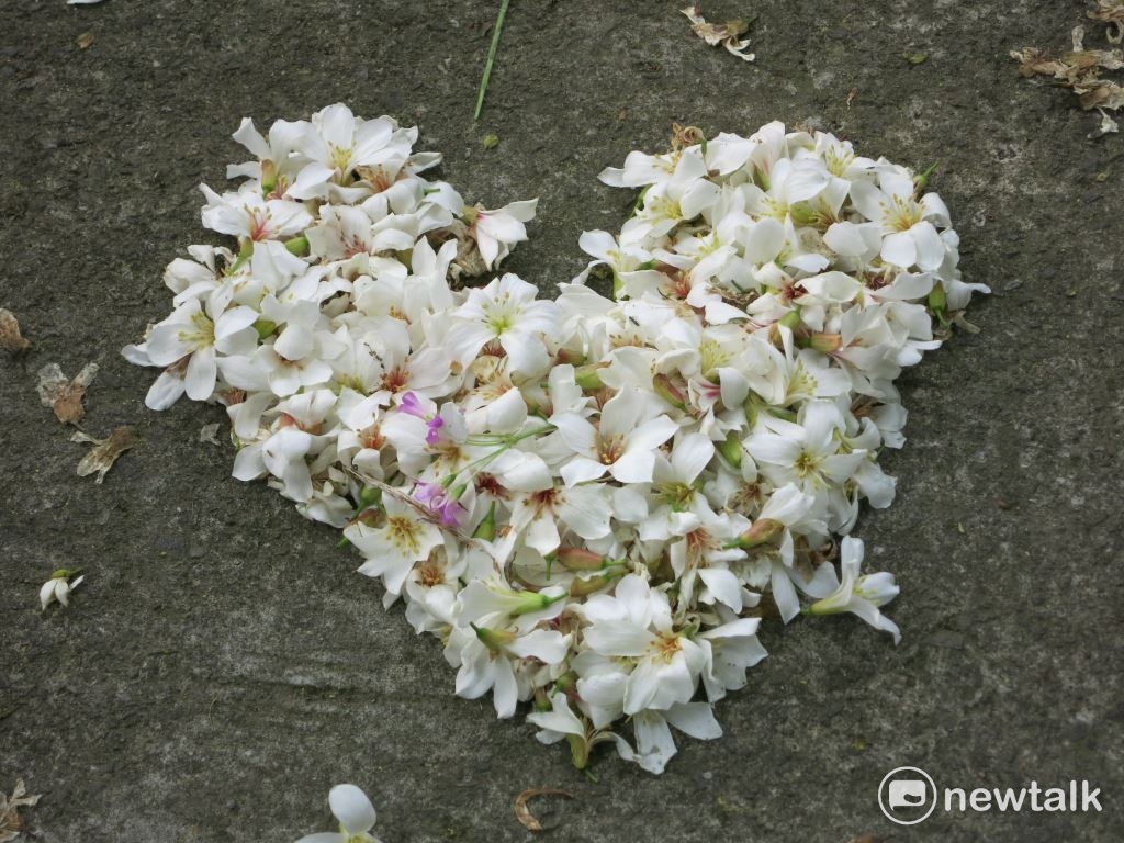 明年台中將舉行世界花卉博覽會，屆時將結合客家桐花祭，從后里擴大至外埔，讓整個花博展區成為台中的大花園，讓世界看到城市之美。
 圖：台中觀光旅遊網/提供