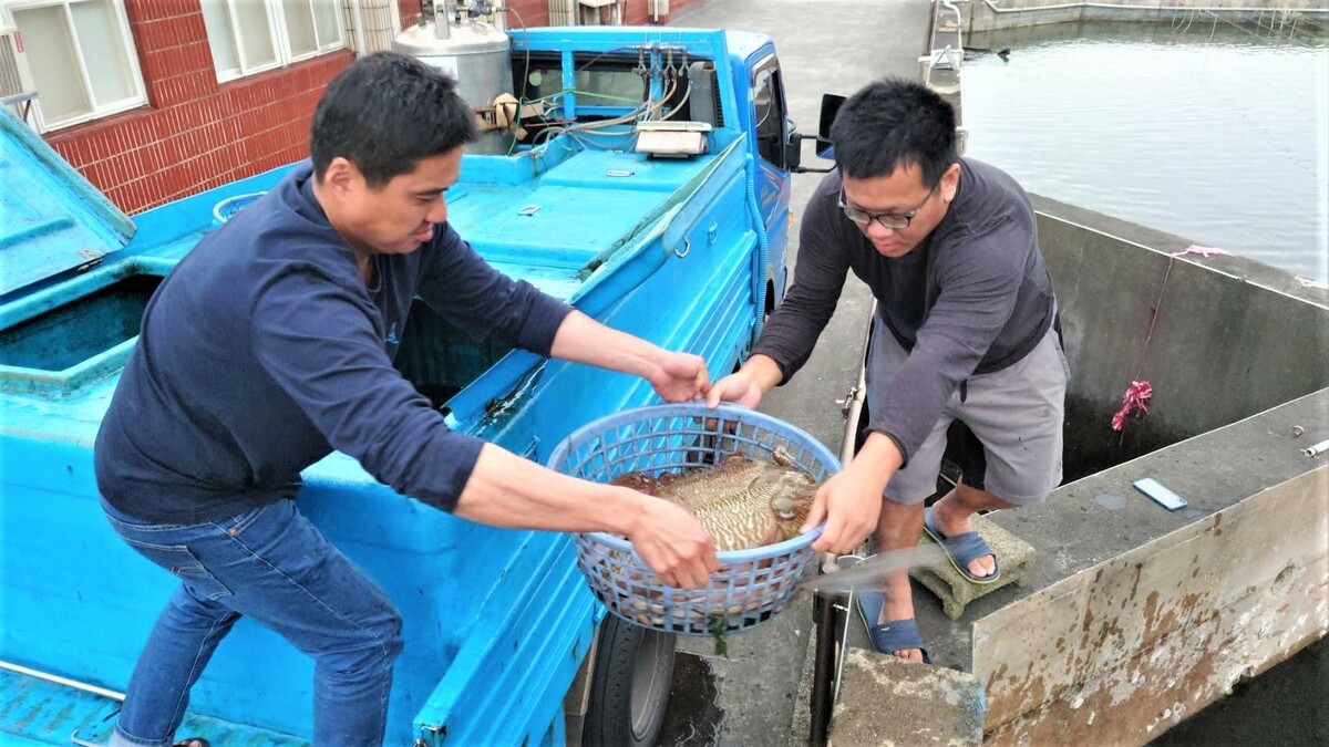 載送大花枝來海洋資源復育園區。 圖：新北市漁業處提供