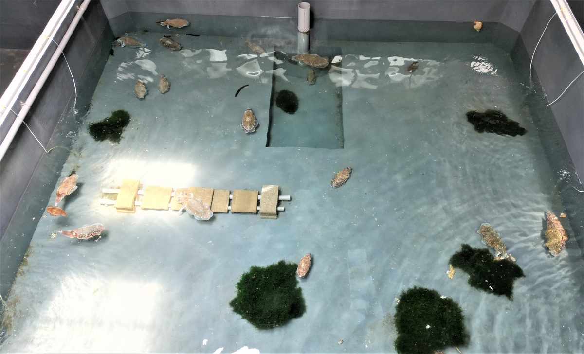 室內花枝養殖池養殖花枝。 圖：新北市漁業處提供