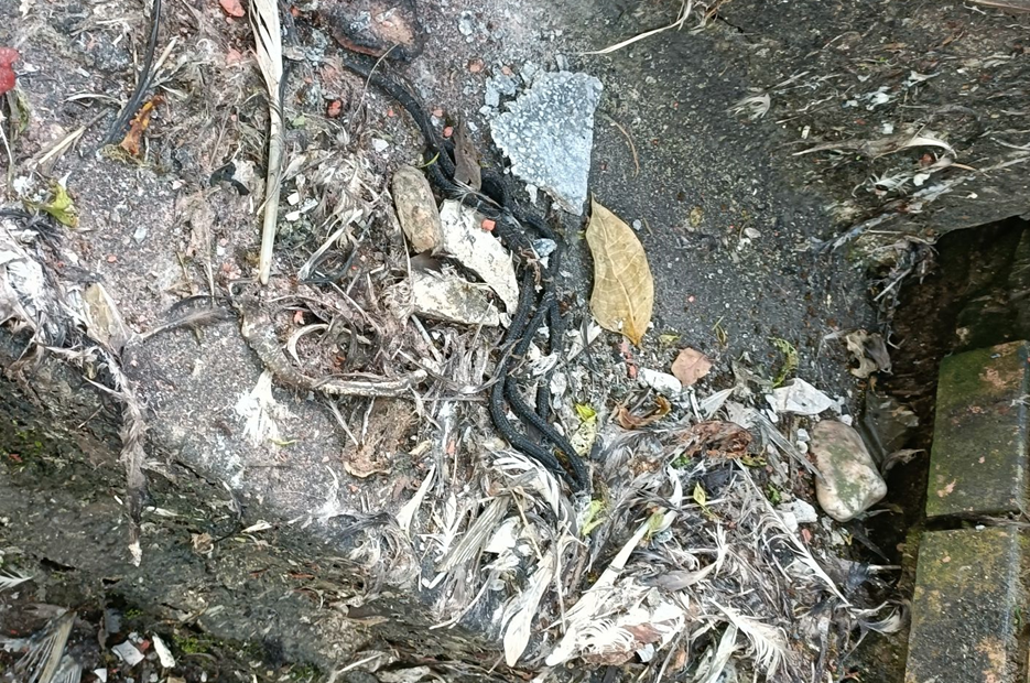 動保處人員在案址排水孔四周發現疑似動物的毛髮。 圖：新北市動保處提供