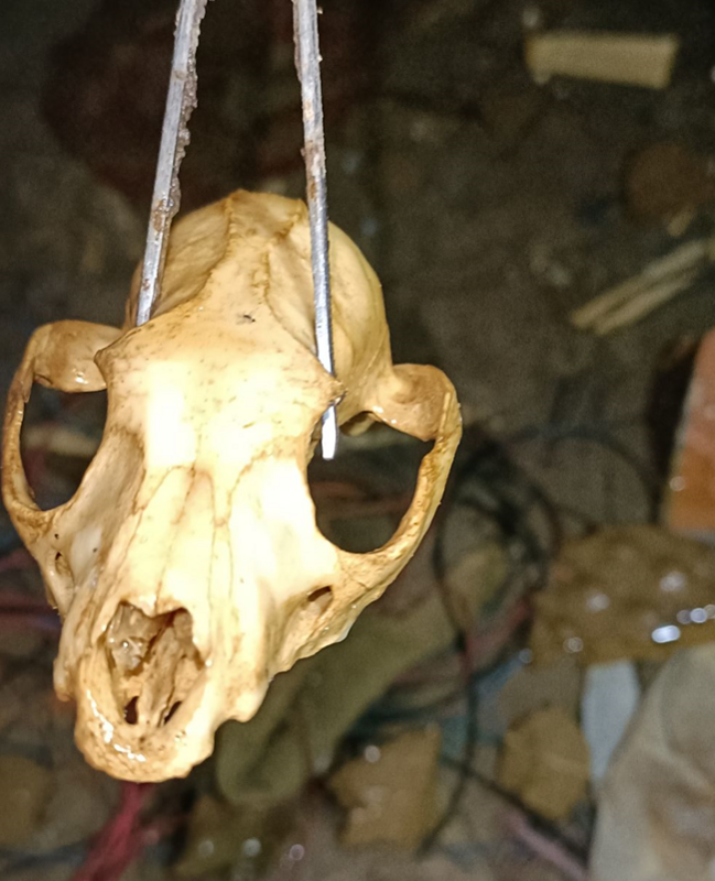 動保處採集到動物頭骨。 圖：新北市動保處提供