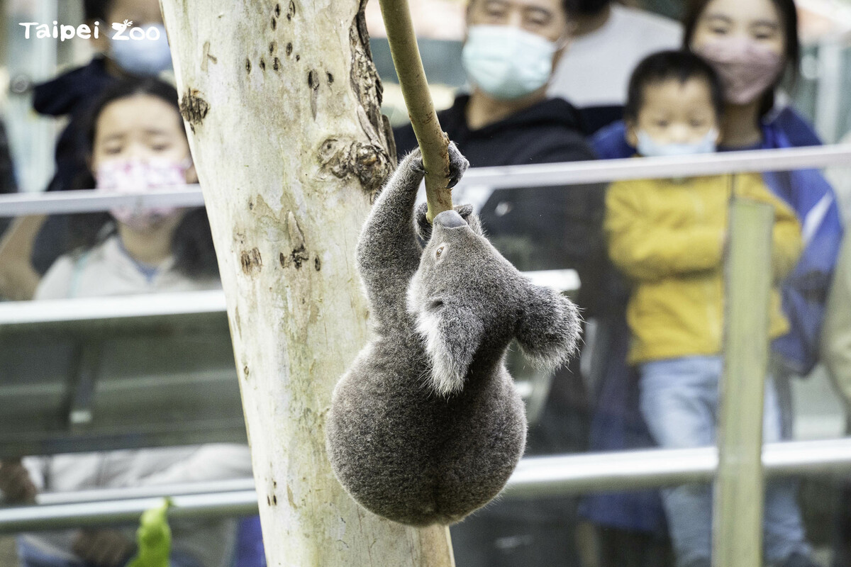台北市立動物園無尾熊二館前方的環形開放式活動場，也是參考國外展示意象及概念所設計。 圖：台北市立動物園／提供