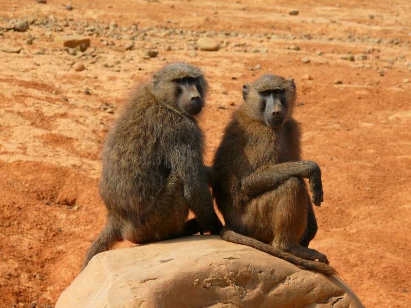 對此，動物園回應，交換動物前，一定會確認合作單位提供動物的場地空間、照養能力、獸醫服務。 圖：翻攝自台北市立動物園網站