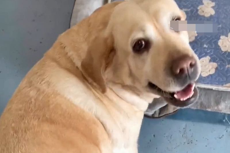 中國網友實測拉布拉多犬尾巴有多強壯。 圖／微博：錦繡青羊