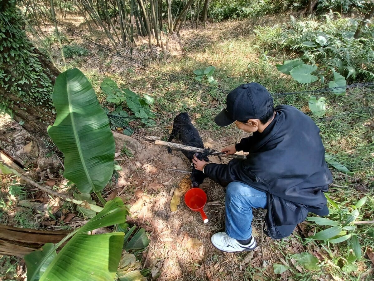 飼主正在切斷卸除纏繞在小黑脖子上的圍網與木棍。 圖：新北市動保處提供