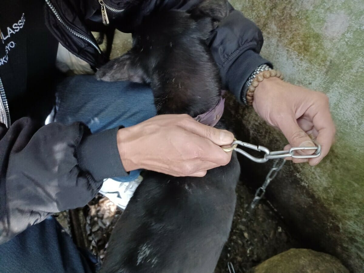 小黑因牽繩扣環的鬆脫，造成此次山坡受困圍網內。 圖：新北市動保處提供