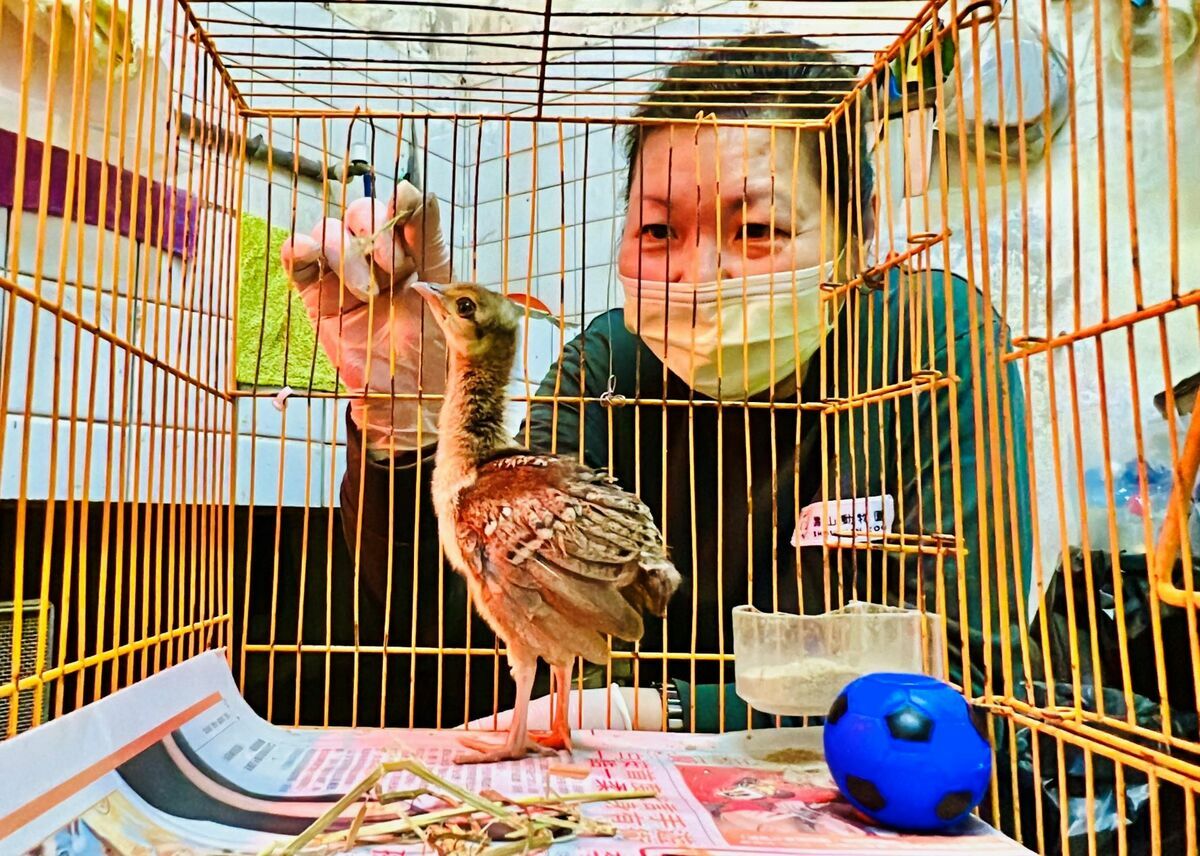 保育員周潔如化身為動物保母，接手進行人工餵養照料小孔雀， 圖：高雄市觀光局/提供