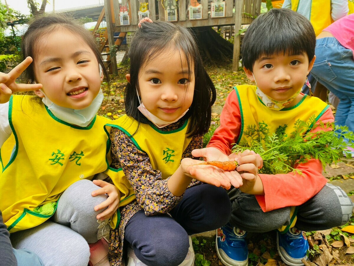 安坑國小附幼的小朋友種的紅蘿蔔。 圖：新北市教育局提供