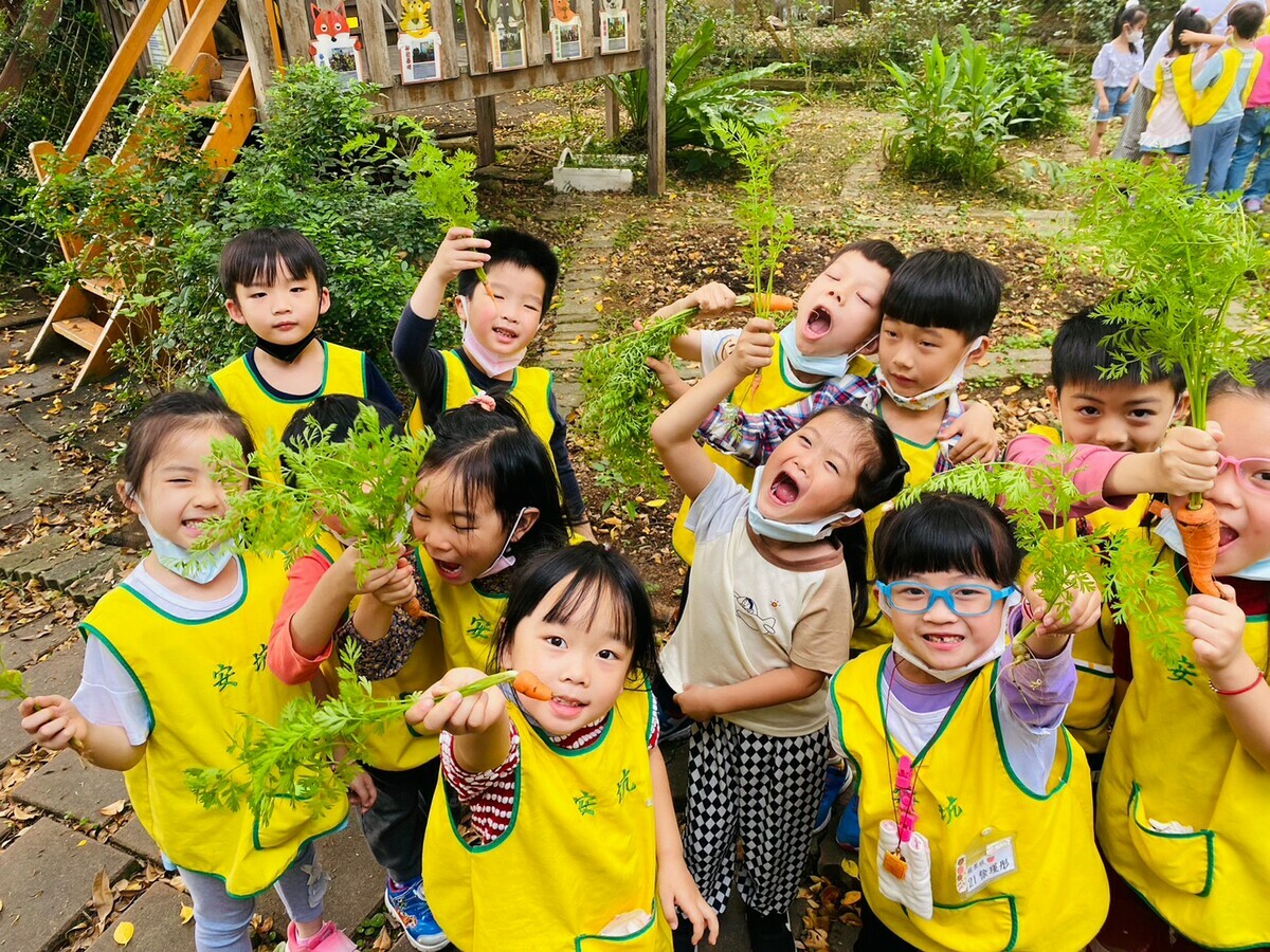 安坑國小附幼的小朋友收成紅蘿蔔。 圖：新北市教育局提供