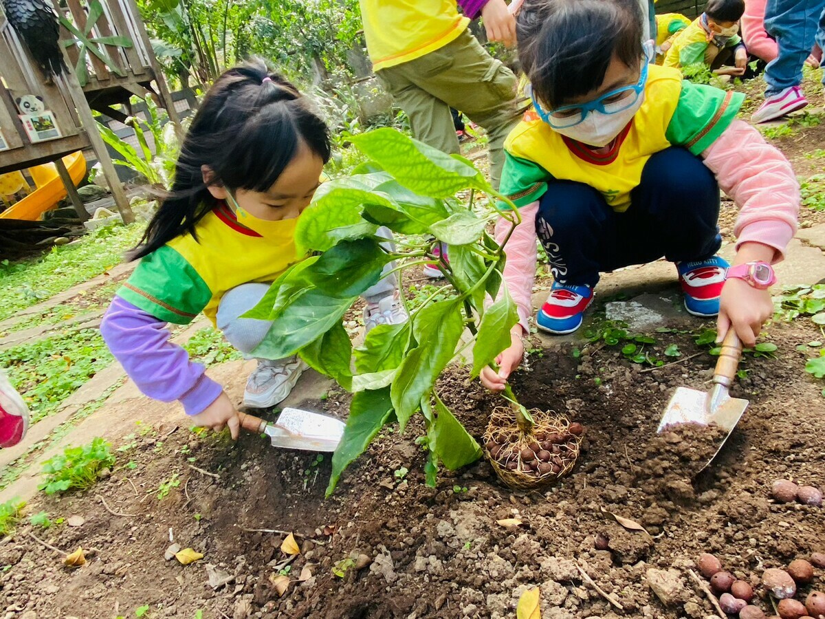 安坑國小附幼的小朋友種植紅蘿蔔。 圖：新北市教育局提供