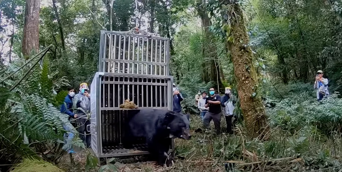 林務局將紀錄片公開至Youtube可免費觀看，也開放非營利播放授權。 圖：翻攝自林務局Youtube