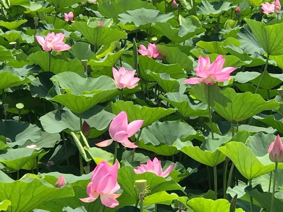 白河蓮花.。 圖：台南市政府觀光旅遊局／提供