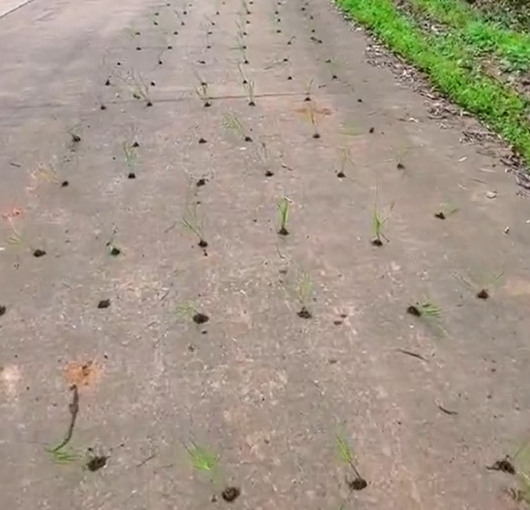 中國最近出現了「退林還耕」的亂象。圖為水稻種植在道路上。 圖：翻攝自none推特