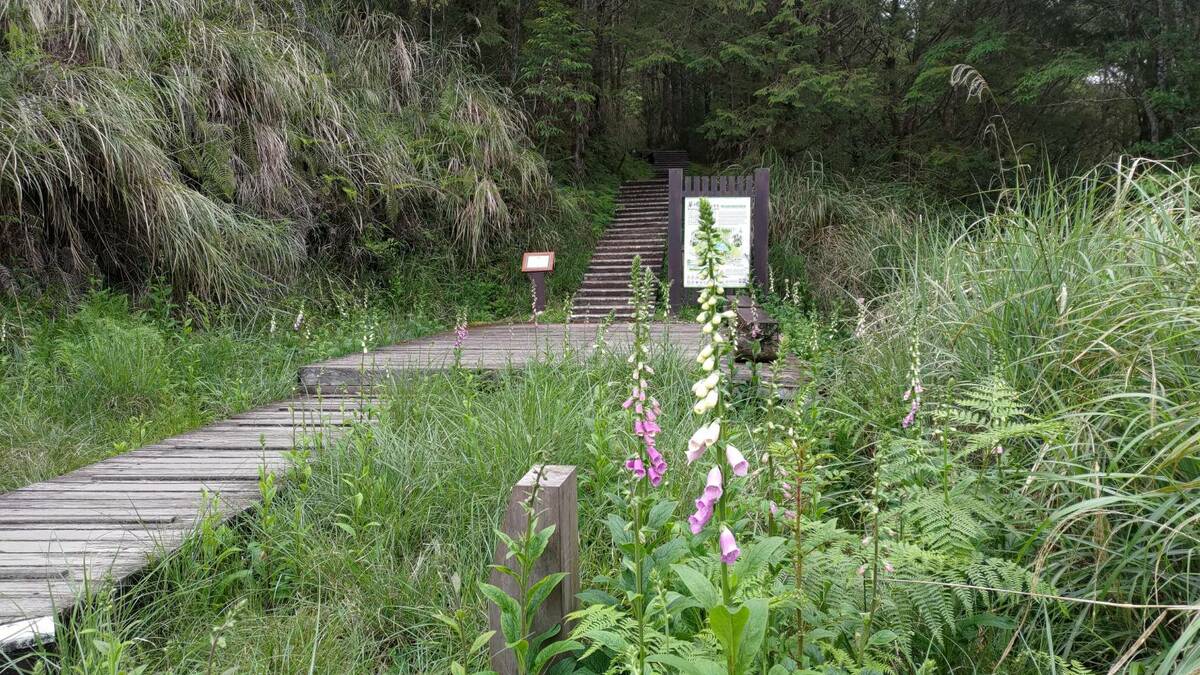 太平山國家森林遊樂區毛地黃盛開中。 圖：羅東林區管理處／提供