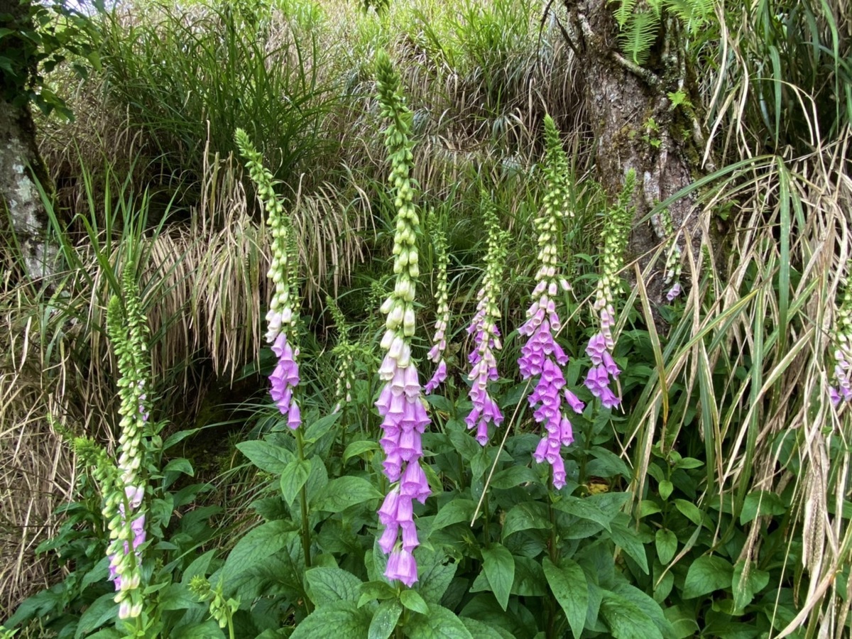 5月就是毛地黃最佳賞花期。 圖：羅東林區管理處／提供