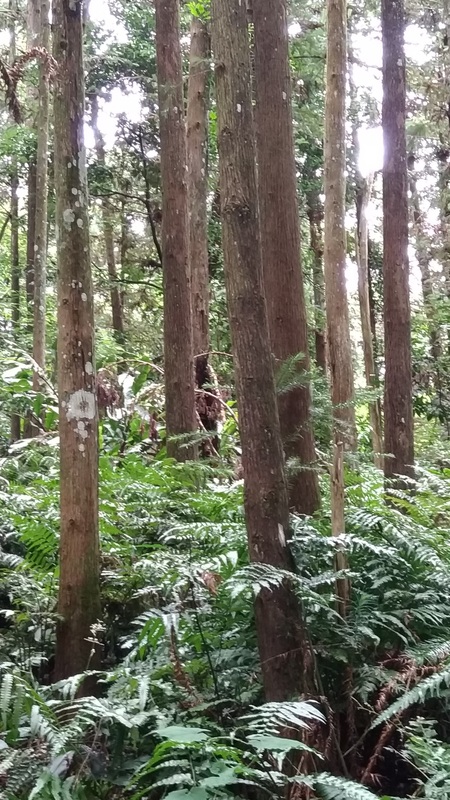 木材、纖維、飲用水、藥用植物等有形商品是最容易被人們理解的生物多樣性價值。 圖：林業試驗所／提供