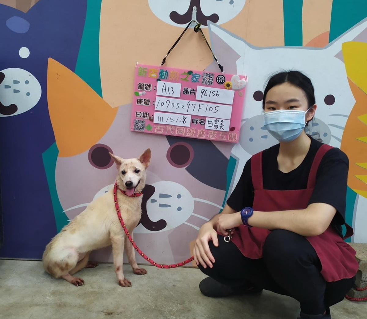 白富美剛到收容所時，個性膽小害羞。 圖：新北市動保處提供