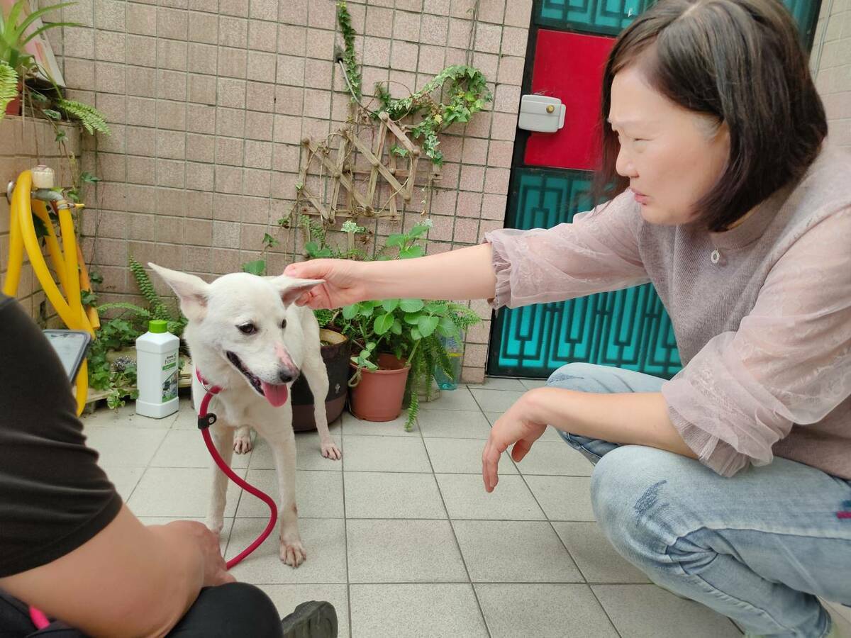 飼主袁小姐輕輕地撫摸歷劫歸來的白富美。 圖：新北市動保處提供