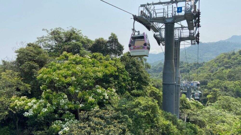 油桐花在貓空山頭綻放。 圖：台北大眾捷運股份有限公司／提供