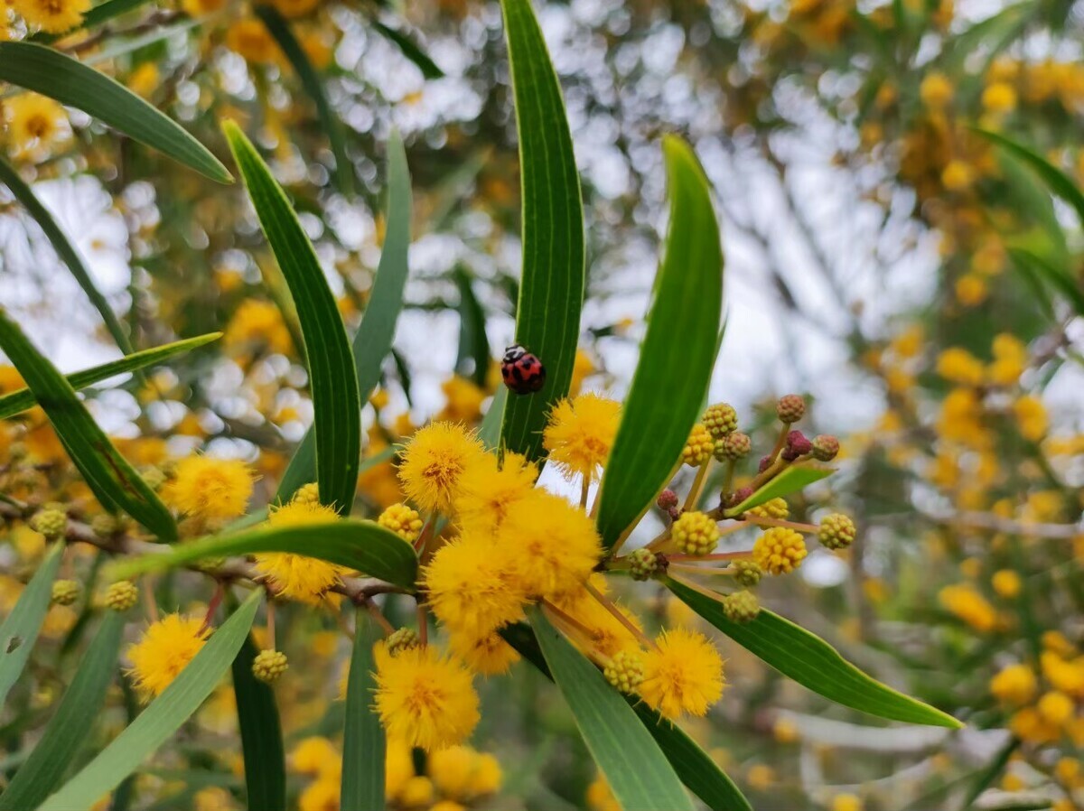 月相思樹盛開點點黃花。 圖：新竹林區管理處／提供