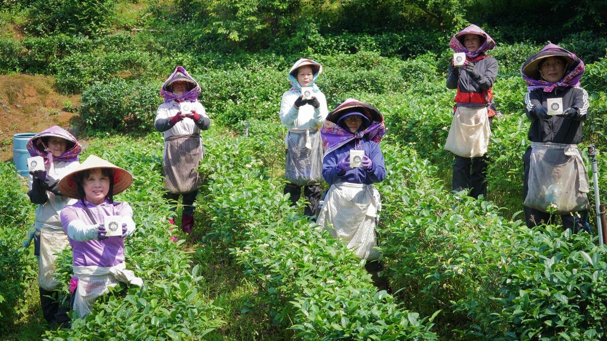 三芝區採茶媽媽團齊心協力共同製作三芝櫻花茶。 圖：新北市農業局提供