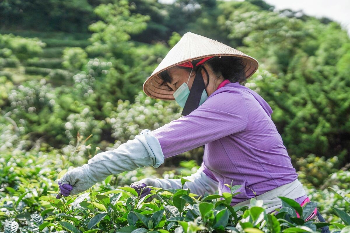 在地婦女們以人工採摘的方式採收一心二葉茶葉。 圖：新北市農業局提供