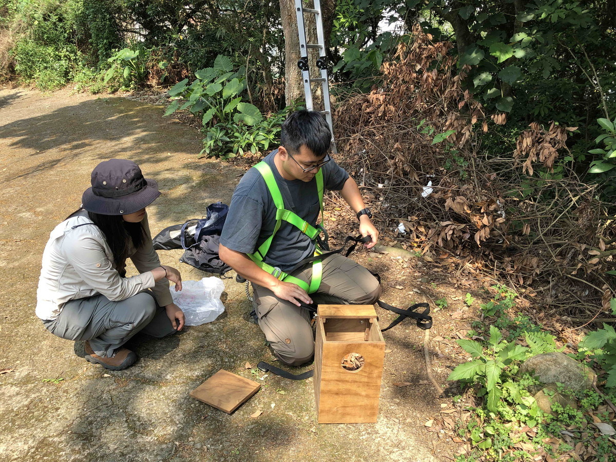 動保處人員整裝架設巢箱。 圖：新北市動保處提供