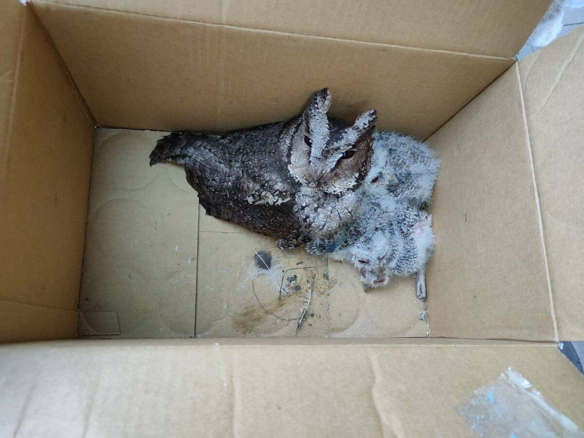 在排油煙機通風管共發現一隻成鳥四隻雛鳥。 圖：新北市動保處提供