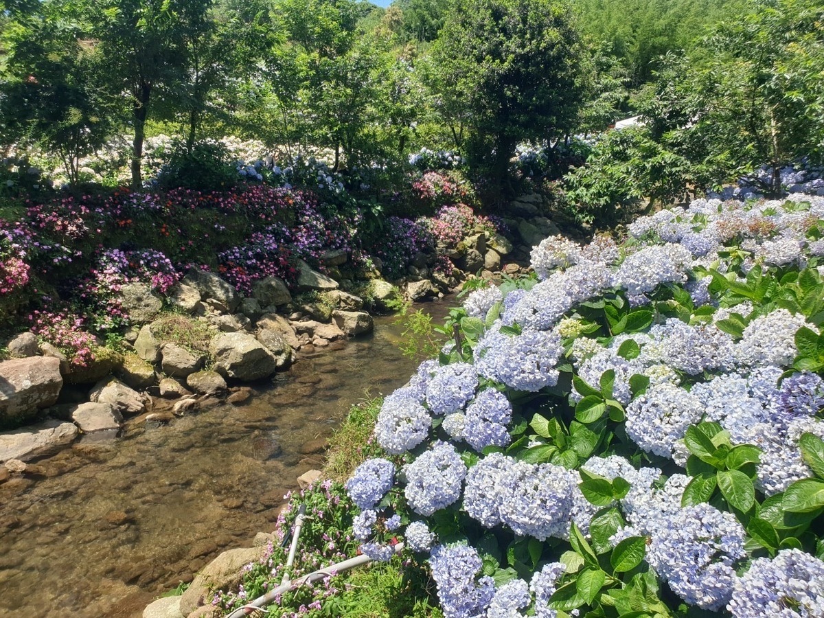 高家繡球花一隅。 圖：新北市景觀處提供