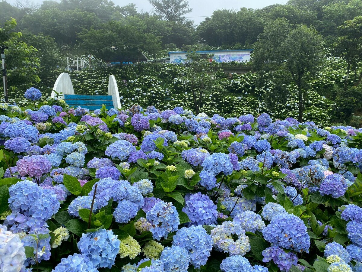 萬里區繡球花季活動已堂堂邁入第3個年頭，擁有全台最大的露天繡球花花卉園區（111年繡球花季資料照片）。 圖：新北市景觀處提供