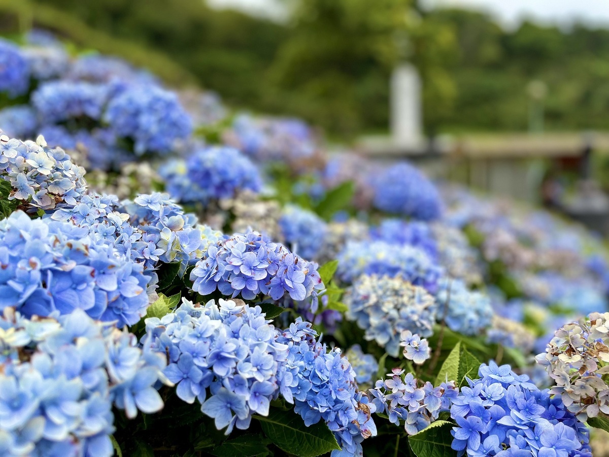繡球花花語即有圓滿、團聚之意。 圖：新北市景觀處提供