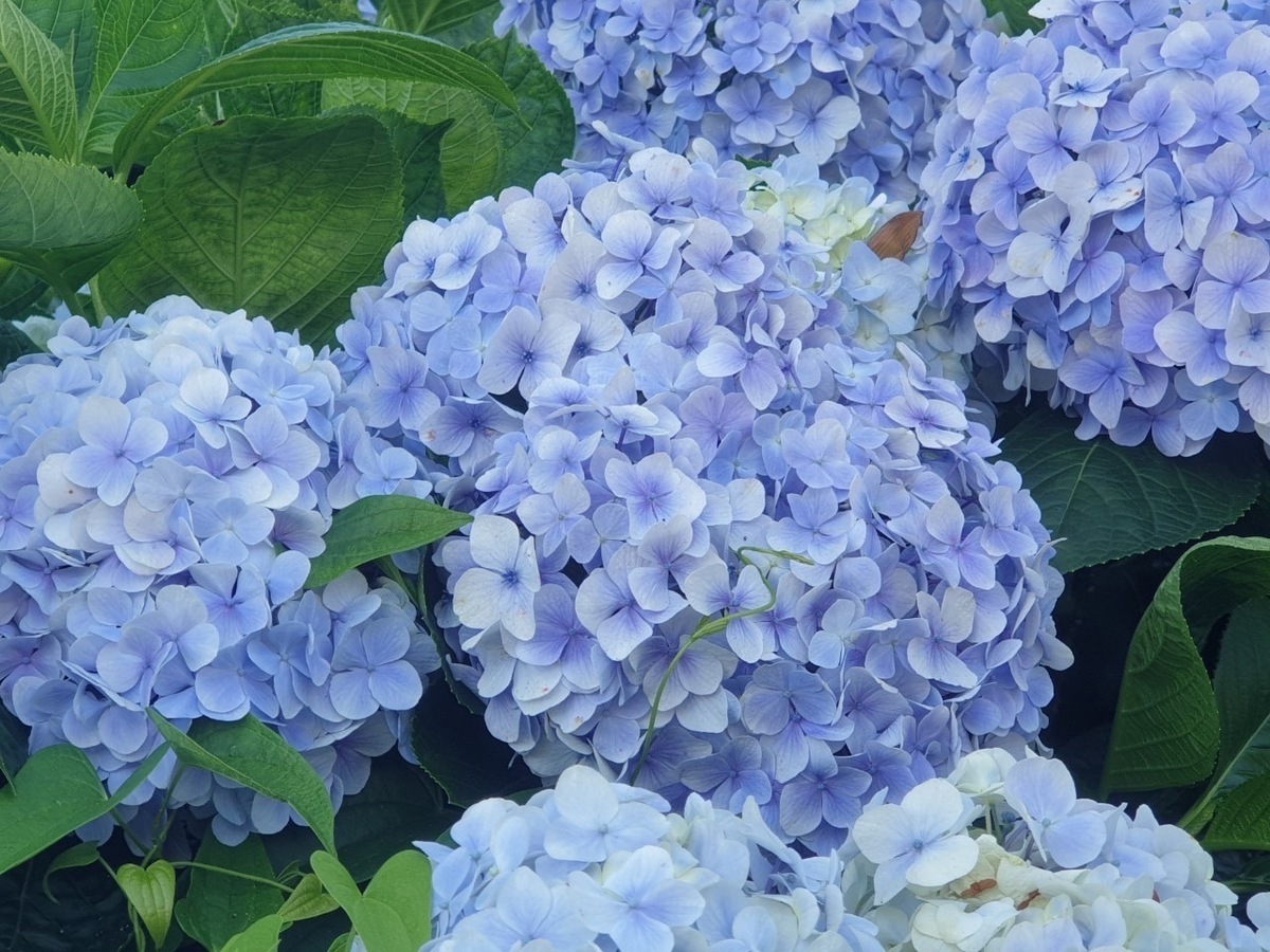 繡球花是屬於夏季的花卉，是一種常見的園藝、裝飾花卉，因外型如同古代喜慶時使用的繡球一般而得名。 圖：新北市景觀處提供