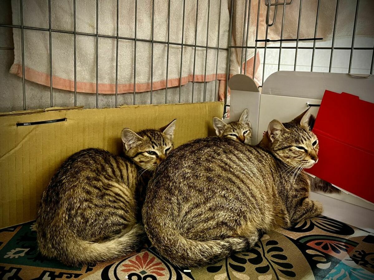 中和動物之家志工幫忙，協助誘捕母貓及2隻小貓，帶至中和動物之家收容及絕育。 圖：新北市動保處提供