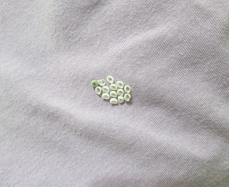 網友發現衣服上面有奇怪的蟲卵，上網請益這是什麼東西，引起熱議。 圖/爆廢公社