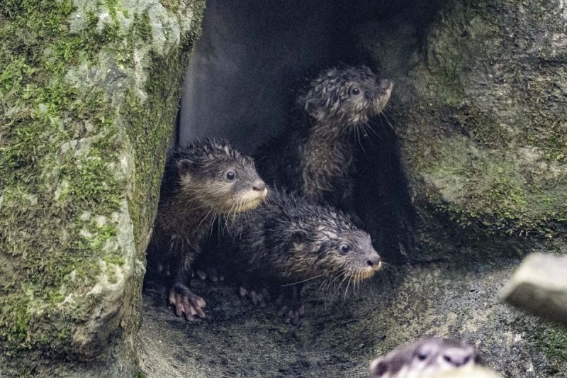 喜愛小爪水獺的民眾可到溫帶動物區拜訪「蜜香」、「史達奇」及四隻小水獺。 圖／臺北市立動物園授權提供
