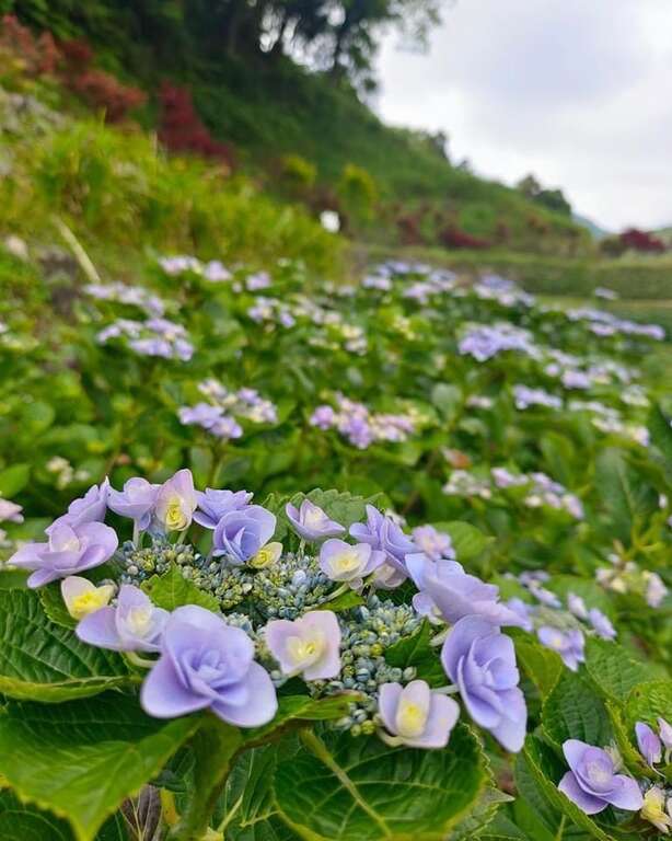 白色繡球花品種–白繡球。 圖：台北市政府產業發展局／提供