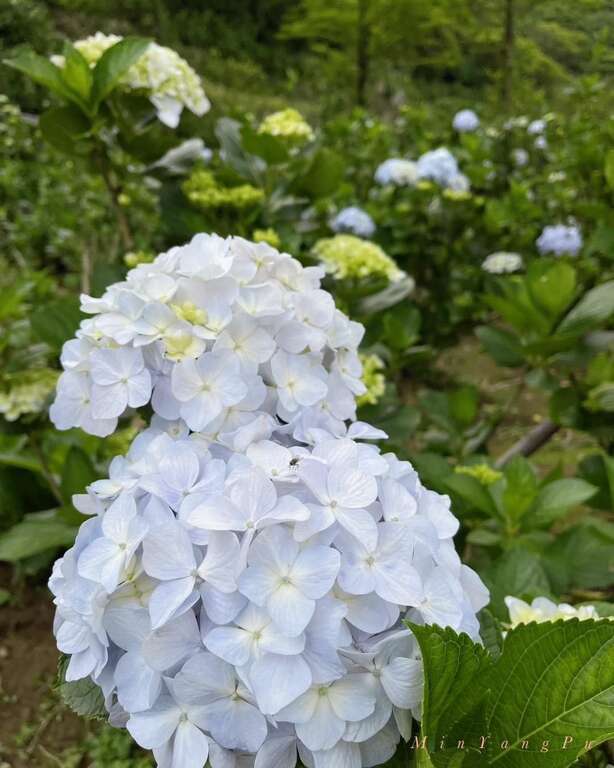 紫色繡球花品種–妖精之瞳。 圖：台北市政府產業發展局／提供