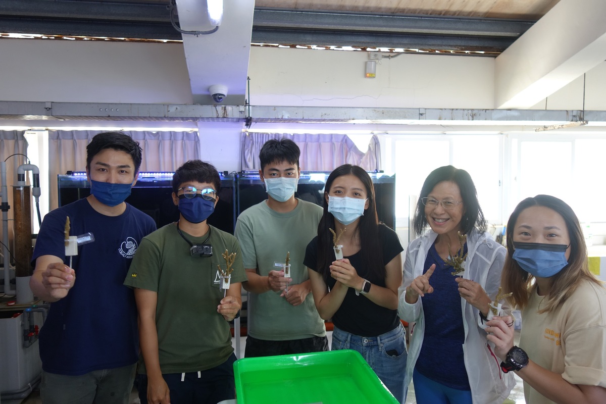 111年珊瑚移植工作坊體驗種植珊瑚。 圖：新北市漁業處提供