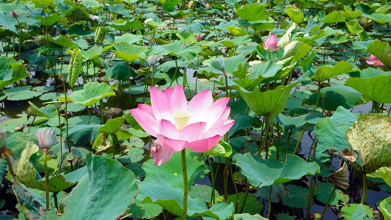荷花亭亭玉立水中央。 圖：新北市高灘處提供