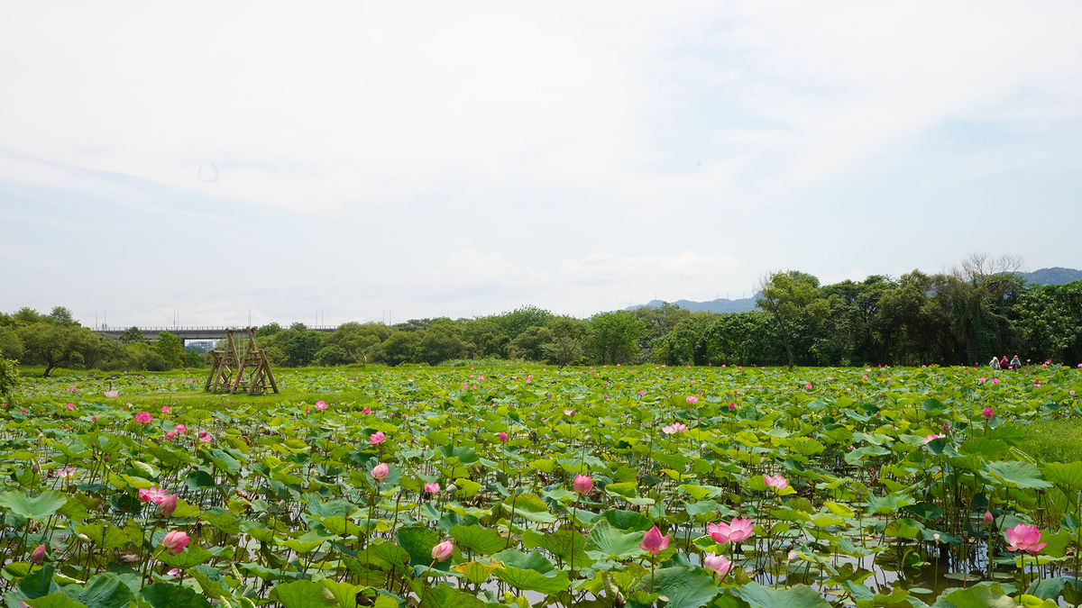 荷花在池塘隨風搖曳秀紅妝。 圖：新北市高灘處提供