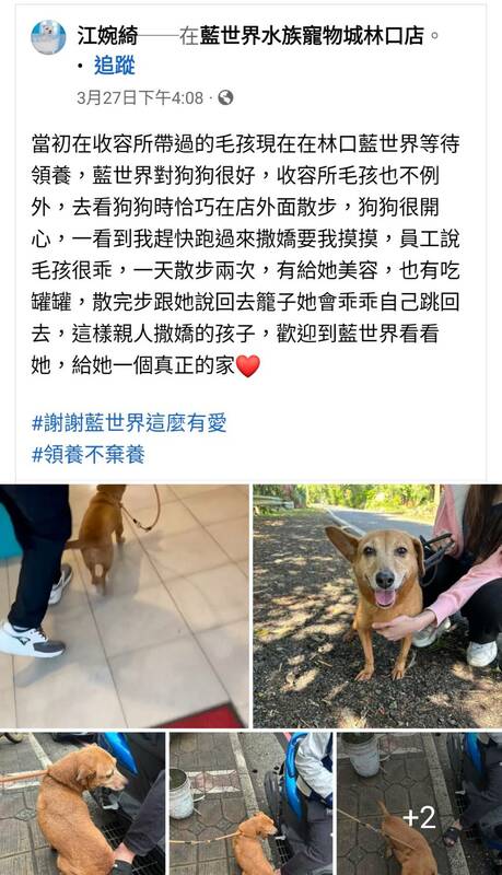 認養小棧也積極曝光大頭的認養訊息。 圖：新北市動保處提供