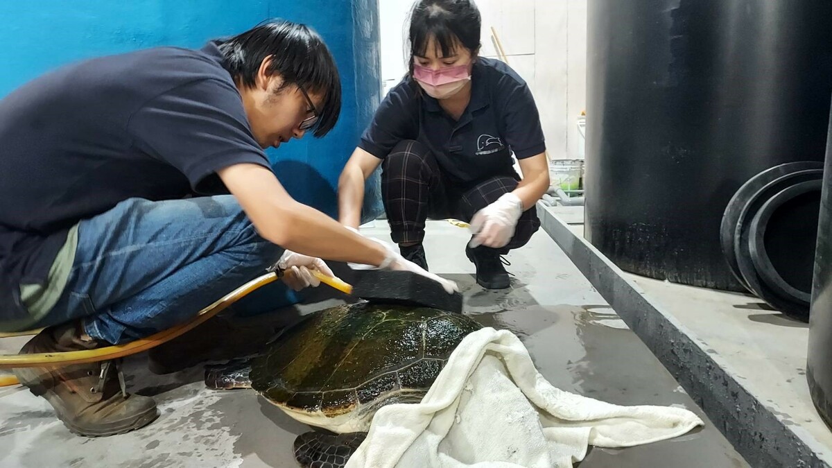 鯨豚協會人員協助刷洗綠蠵龜身上的青苔。 圖：新北市動保處提供