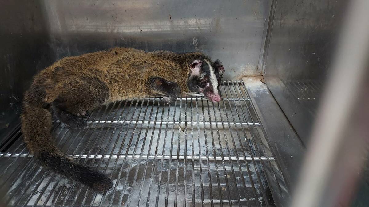 白鼻心為一般類野生動物，一般類野生動物非經主管機關同意仍不得任意捕捉、飼養，提醒民眾不可私自飼養或轉賣，以免觸及野生動物保育法規定。 圖：新北市動保處提供