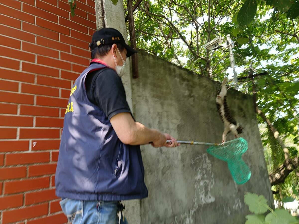 新北市動保處救援人員利用捕貓網網住胖虎斑貓。 圖：新北市動保處提供
