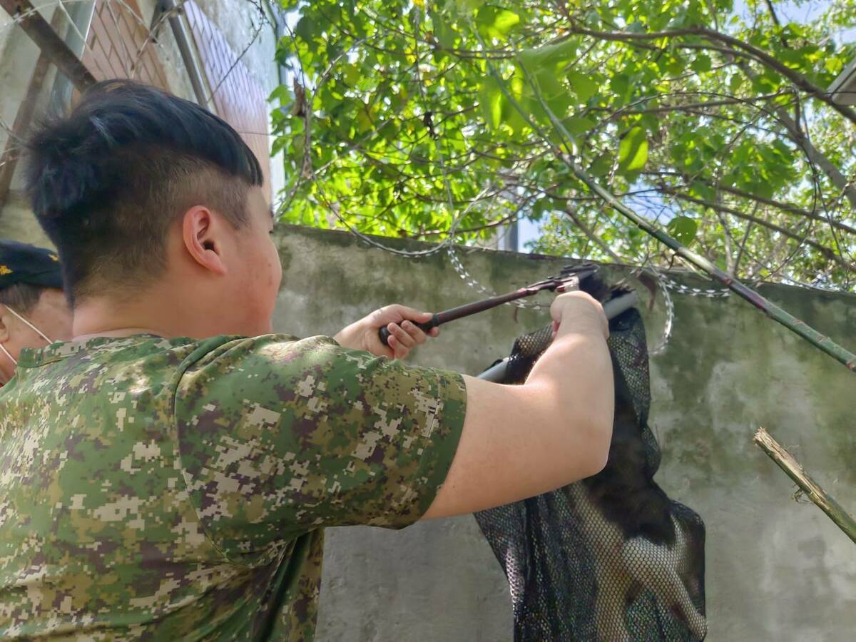 營區軍方人員利用壓力剪協助救助受困胖虎斑貓。 圖：新北市動保處提供