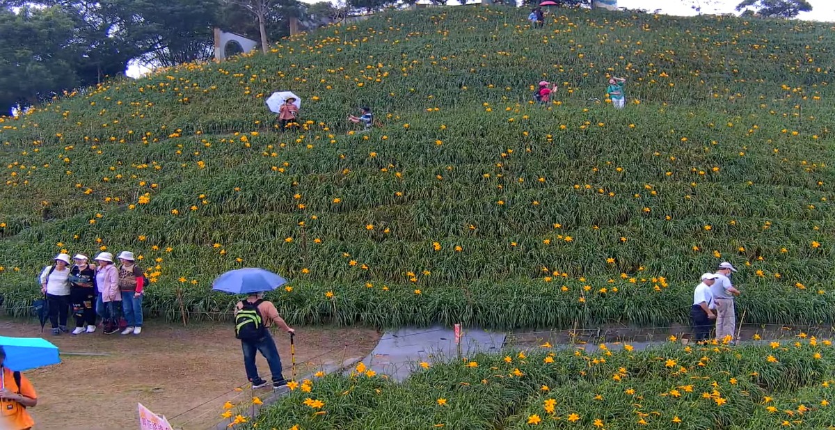 參山國家風景區管理處為讓遊客掌握花況，特別開直播提供給民眾。 圖：翻攝自交通部觀光局參山風管處Youtube
