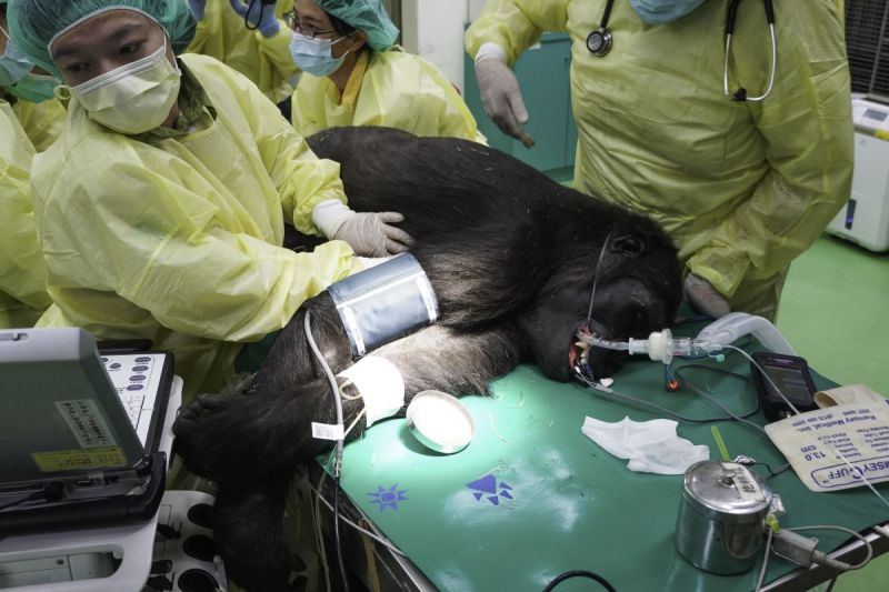 新加入動物園的每隻個體，在完成檢疫前，都會進行一次完整的健康檢查。 圖／臺北市立動物園提供